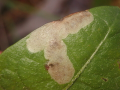 Liriomyza taraxaci