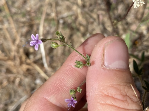 Sticky false gilyflower (Allophyllum glutinosum)