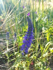 Veronica spicata