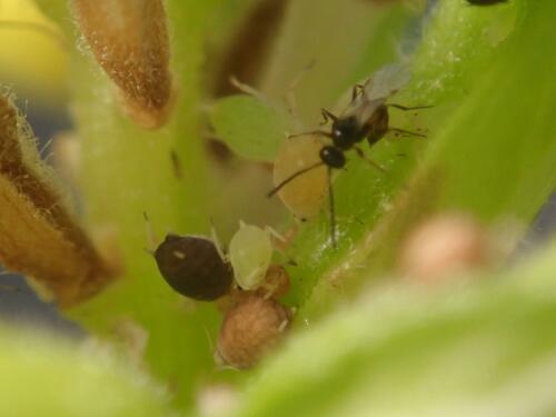 Aphis holoenotherae