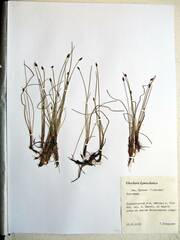 Eleocharis kamtschatica