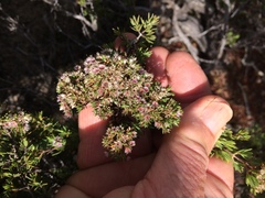 Verticordia minutiflora