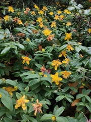 Hypericum calycinum