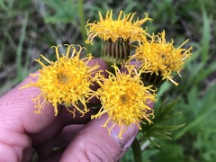 Cacaliopsis nardosmia