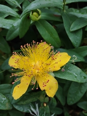 Hypericum calycinum