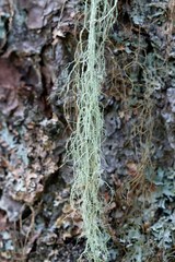 Usnea cavernosa