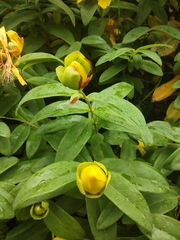 Hypericum calycinum