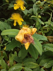 Hypericum calycinum