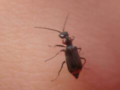 Axinotarsus pulicarius
