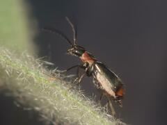 Axinotarsus pulicarius