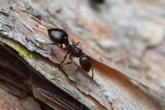 Crematogaster cornigera