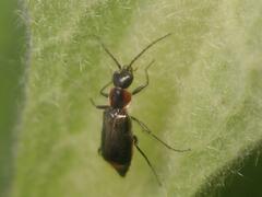 Axinotarsus pulicarius