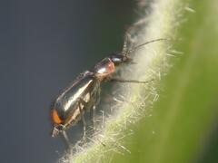 Axinotarsus pulicarius