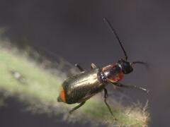 Axinotarsus pulicarius