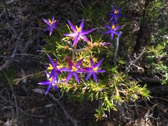 Calectasia gracilis