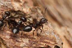Crematogaster cornigera