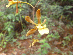 Encyclia huertae