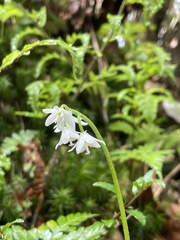 Clintonia udensis