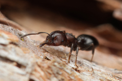Crematogaster cornigera
