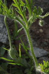 Papaver albiflorum