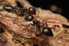 Crematogaster cornigera