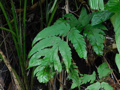 Tectaria melanocaulos