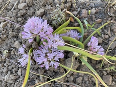 Allium siskiyouense