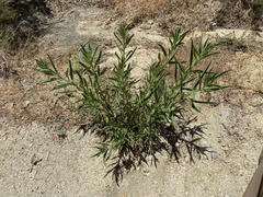 Oenothera elata hirsutissima