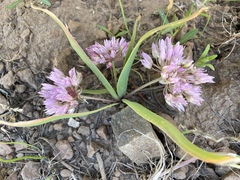 Allium siskiyouense