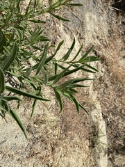 Oenothera elata hirsutissima