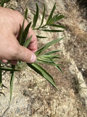 Oenothera elata hirsutissima