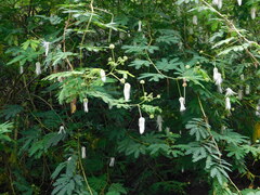 Zapoteca portoricensis