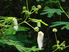 Zapoteca portoricensis