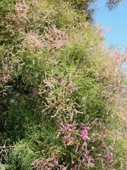 Tamarix tetrandra