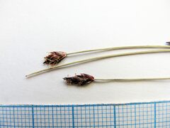 Eleocharis kamtschatica