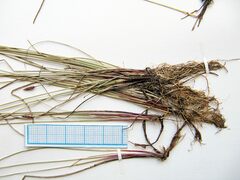 Eleocharis kamtschatica