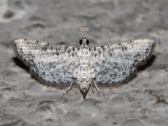 Massepha absolutalis