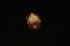 Araneus acuminatus