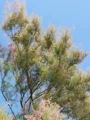 Tamarix tetrandra