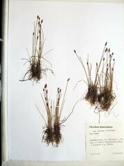 Eleocharis kamtschatica