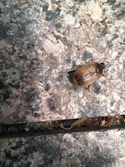 Amphimallon ruficorne