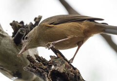 Colluricincla rufogaster rufogaster