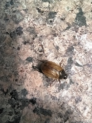 Amphimallon ruficorne