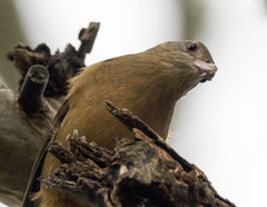 Colluricincla rufogaster rufogaster