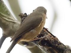 Colluricincla rufogaster rufogaster