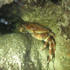 Carpilius corallinus