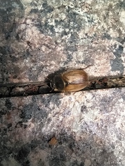 Amphimallon ruficorne