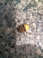 Amphimallon ruficorne