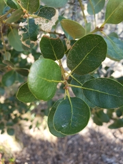 Quercus pacifica