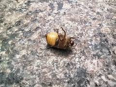 Amphimallon ruficorne